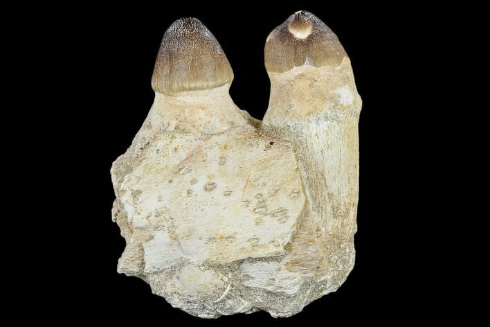 Igdamanosaurus (Globidens) Mosasaur Jaw Section #113124